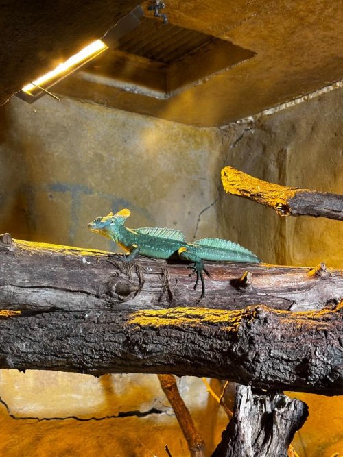 návštěva ZOO Lešná 10  