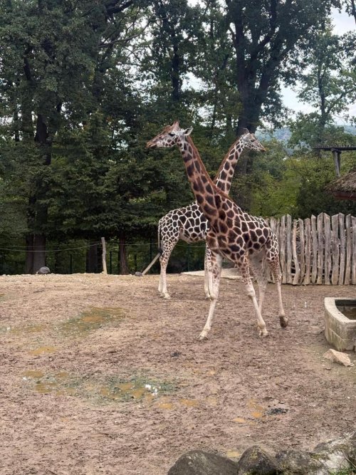 návštěva ZOO Lešná 7  