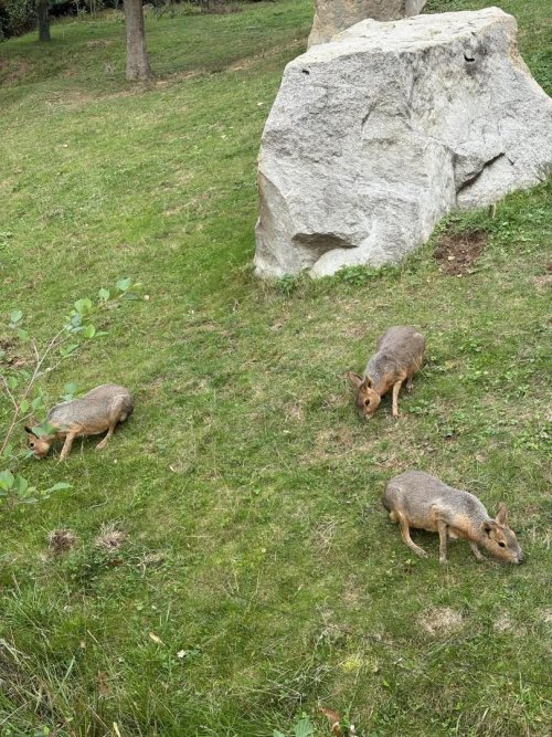 návštěva ZOO Lešná 6  