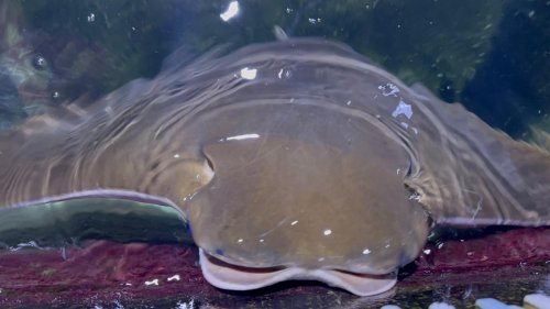 návštěva ZOO Lešná 3  